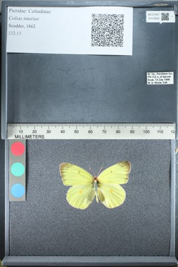 Media type: image;   Entomology 153632